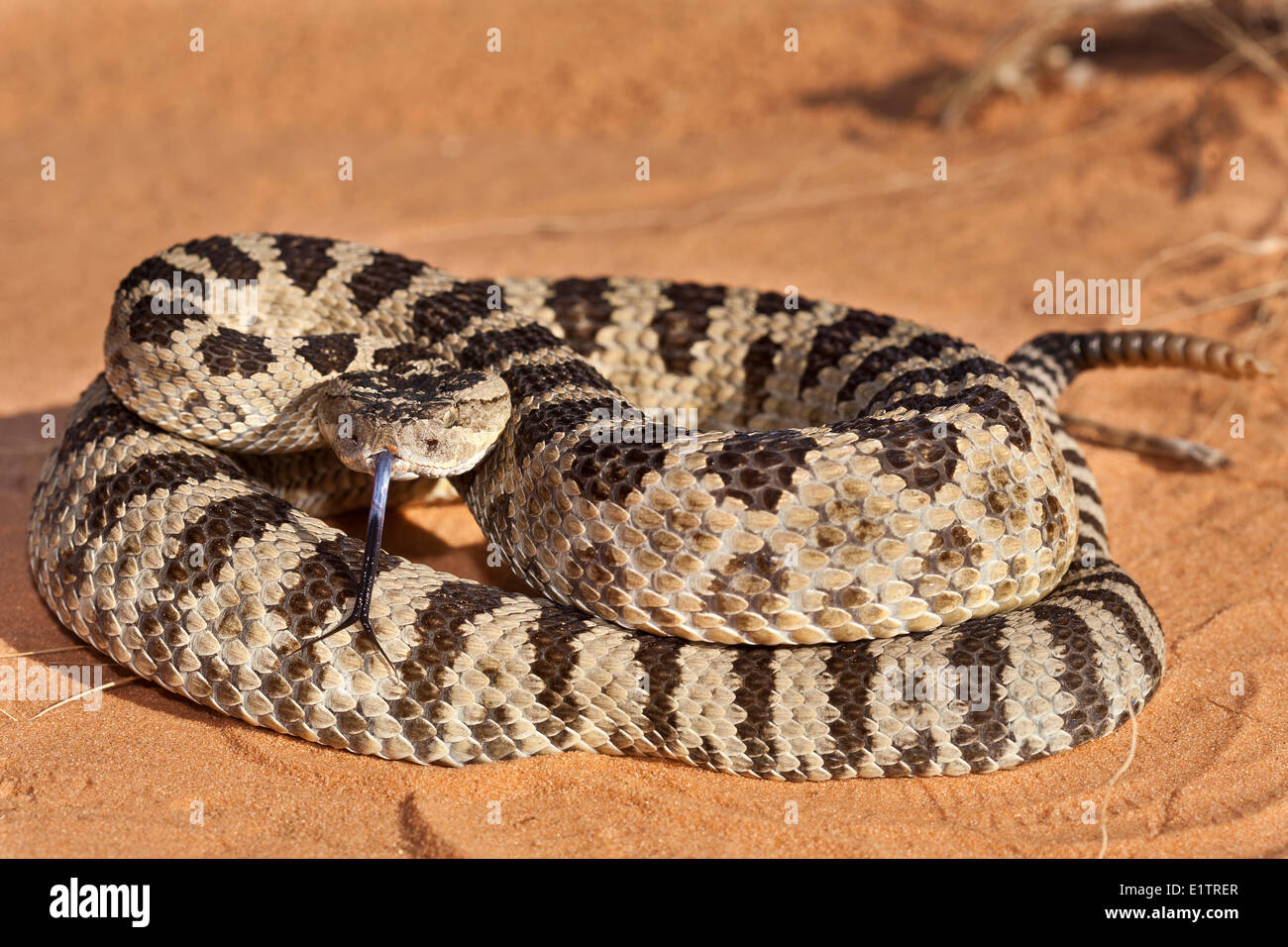Grande Bacino rattlesnake. Crotalus oreganus lutosus , Arizona, Stati Uniti d'America Foto Stock