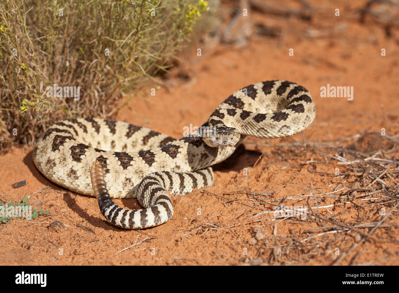 Grande Bacino rattlesnake. Crotalus oreganus lutosus , Arizona, Stati Uniti d'America Foto Stock