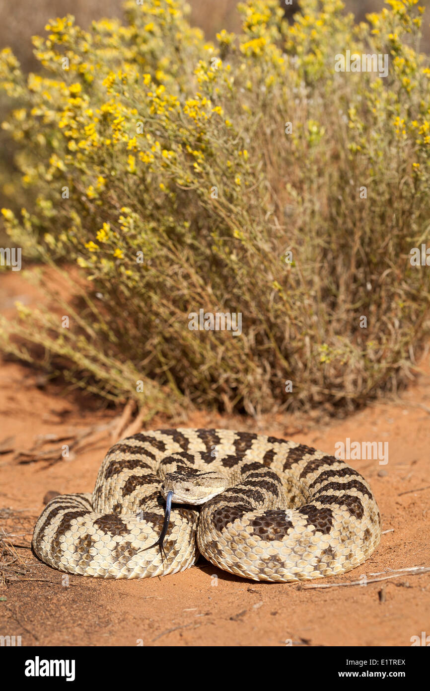 Grande Bacino rattlesnake. Crotalus oreganus lutosus , Arizona, Stati Uniti d'America Foto Stock