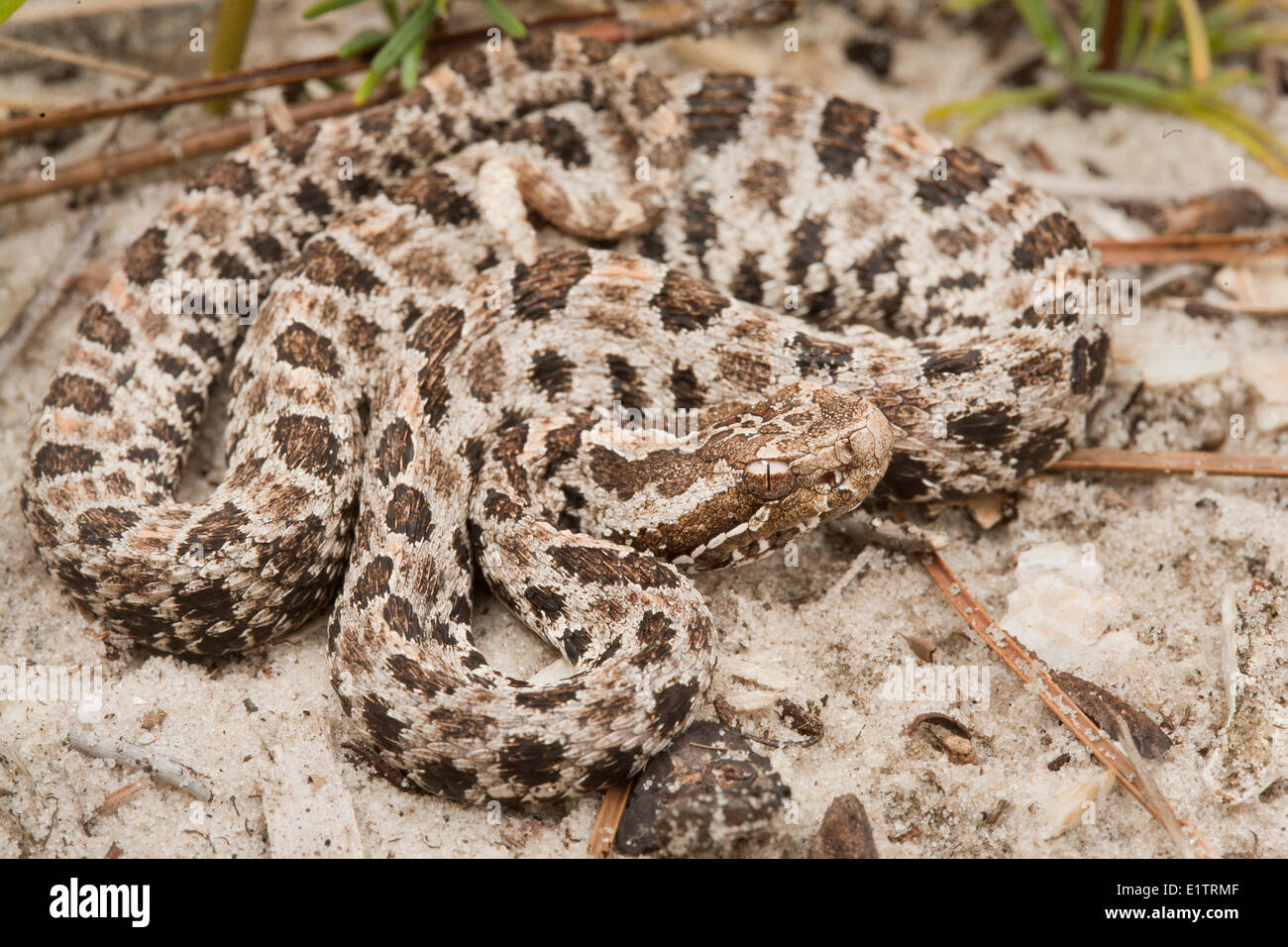 Rattlesnake nana, Sistrurus miliarius, Florida, Stati Uniti d'America Foto Stock