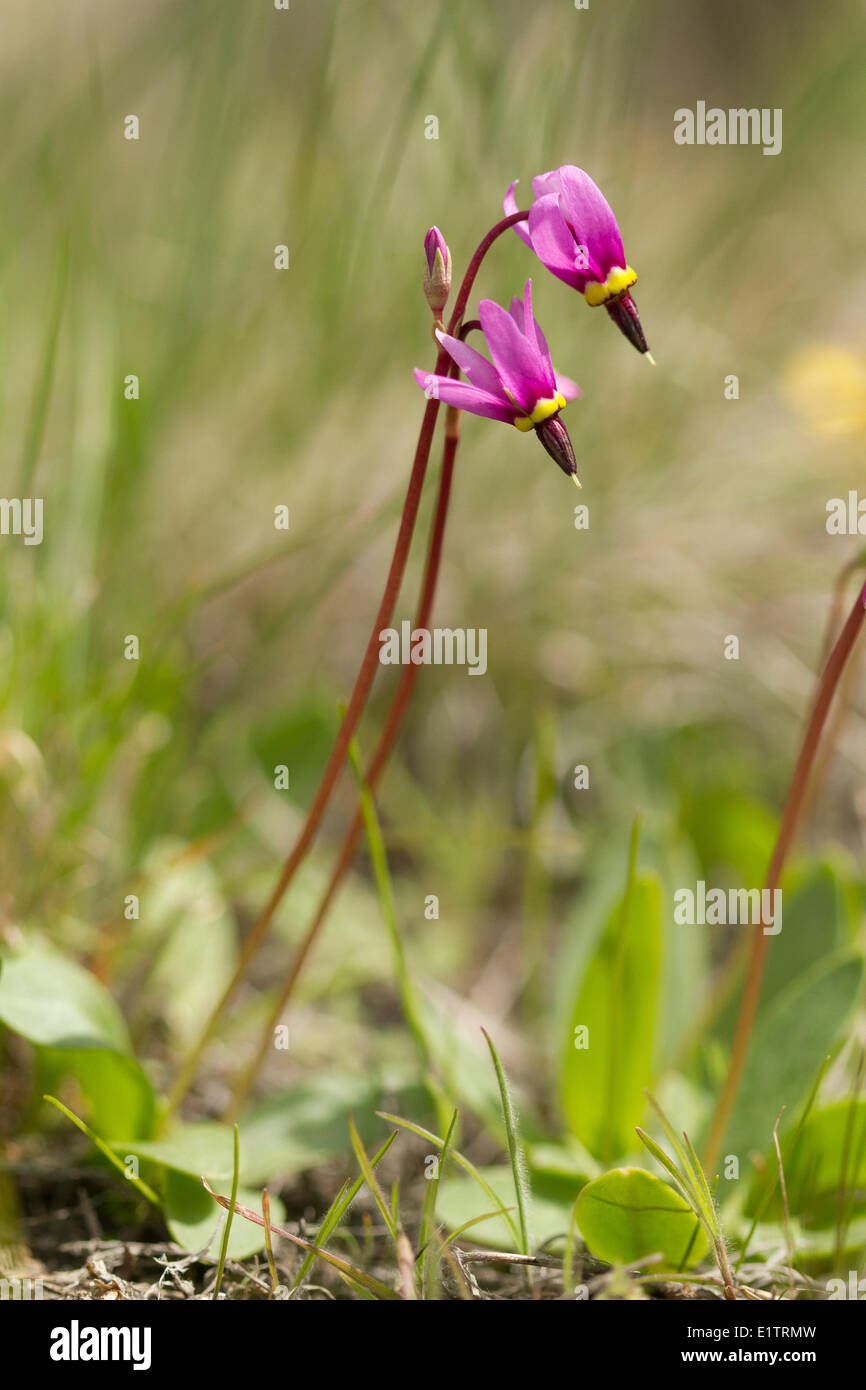 Shooting Star Fiore, bacino grande deserto, Washington, Stati Uniti d'America Foto Stock