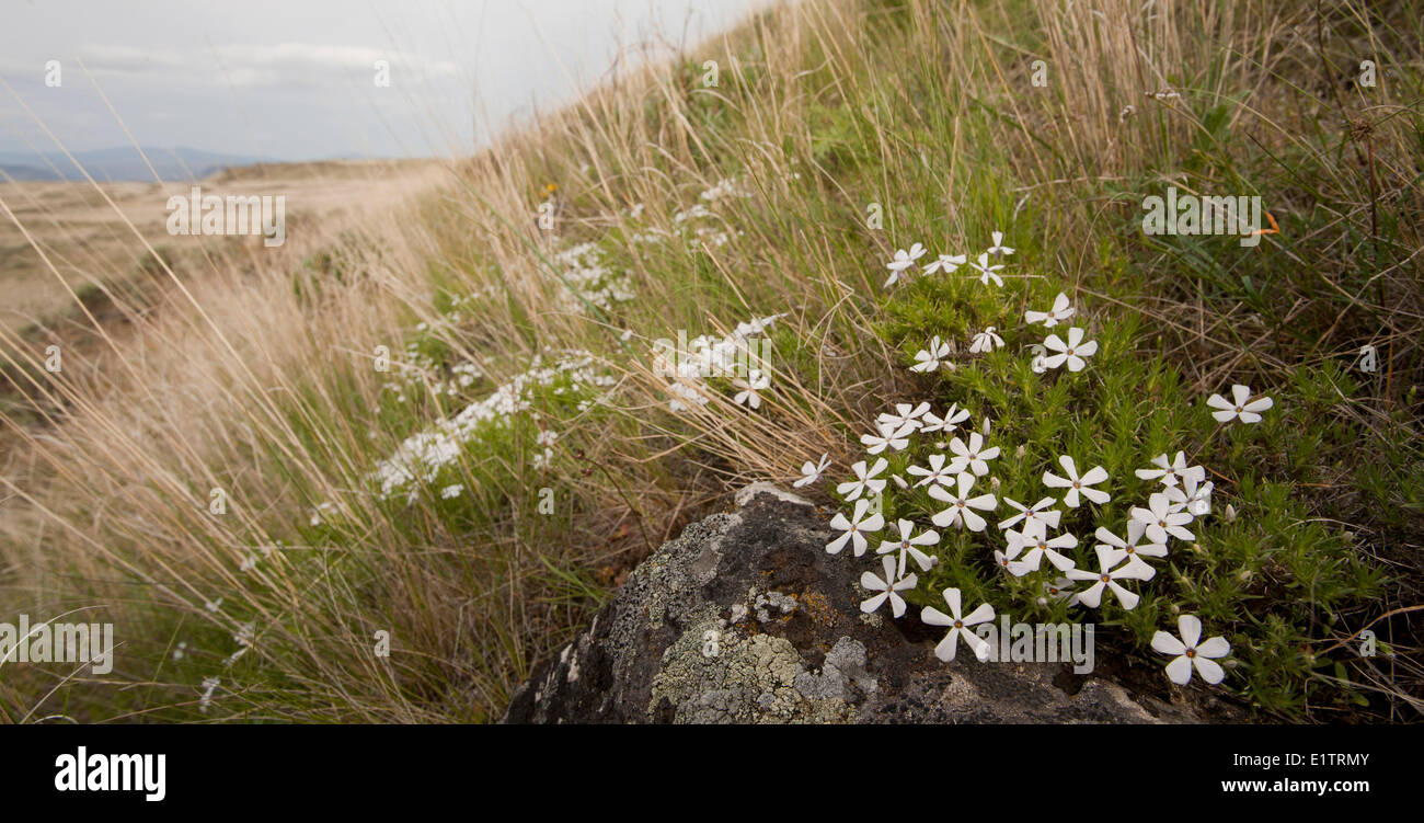 Appariscente, Phlox Phlox speciosa, Eastern Washington, Stati Uniti d'America Foto Stock