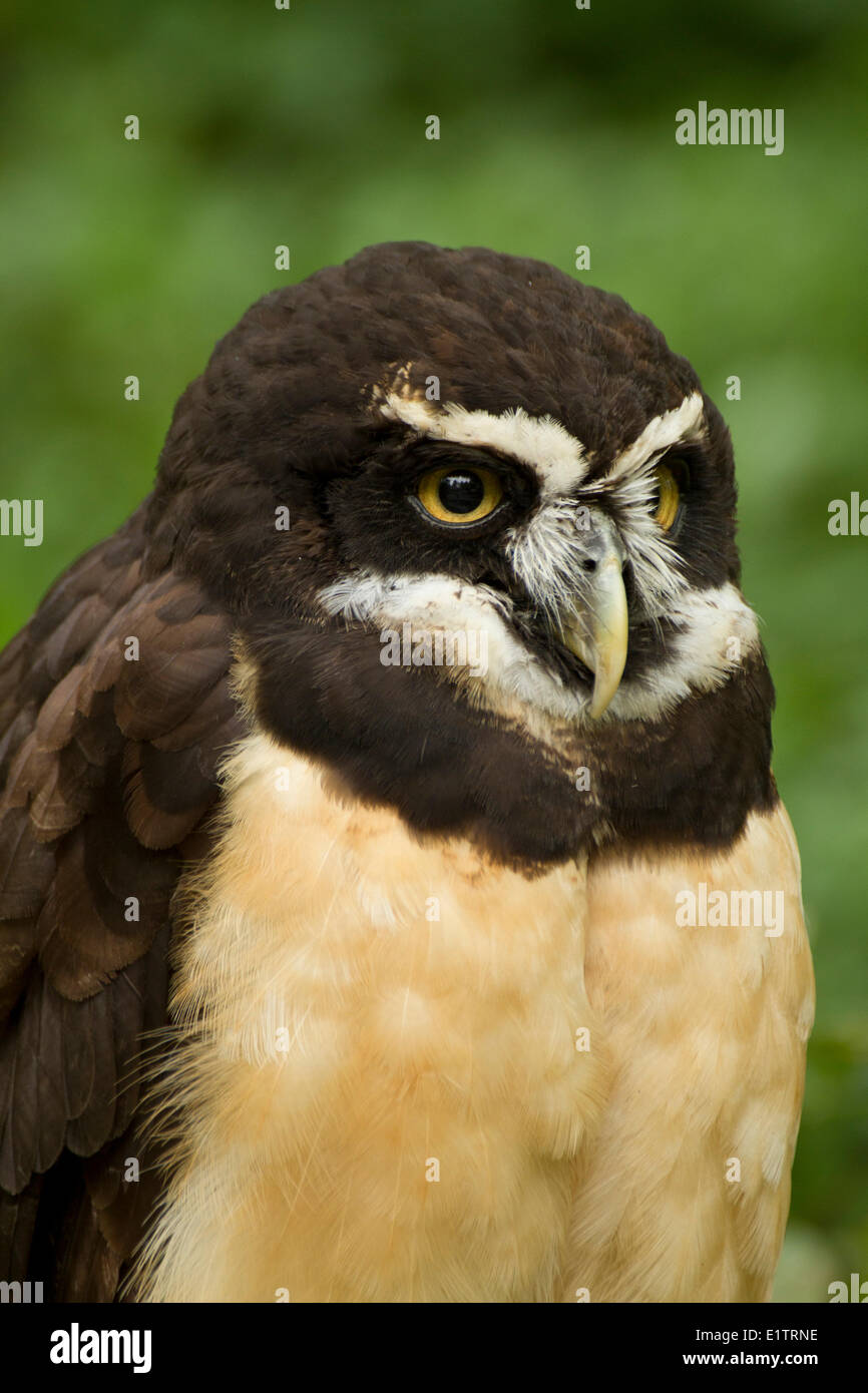 Spectacled Owl, Pulsatrix perspicillata, Captive, Pacific Northwest rapaci, BC, Canada Foto Stock