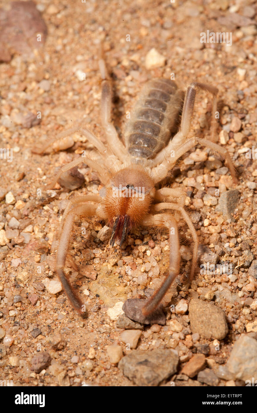 Vento Scorpion, Solifugae sp, Arizona, Stati Uniti d'America Foto Stock