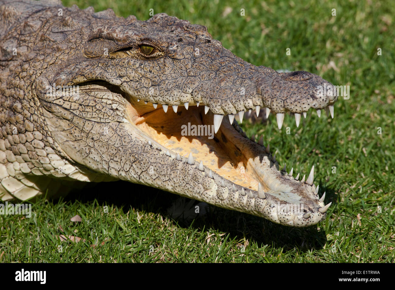 Coccodrillo del Nilo, Crocodylus niloticus, fattoria di coccodrilli, Johannesburg, Sud Africa Foto Stock