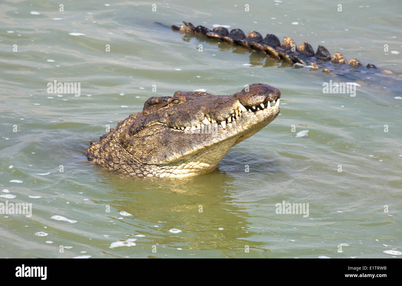 Coccodrillo del Nilo, Crocodylus niloticus, fiume Chobe, Botswana, Africa Foto Stock