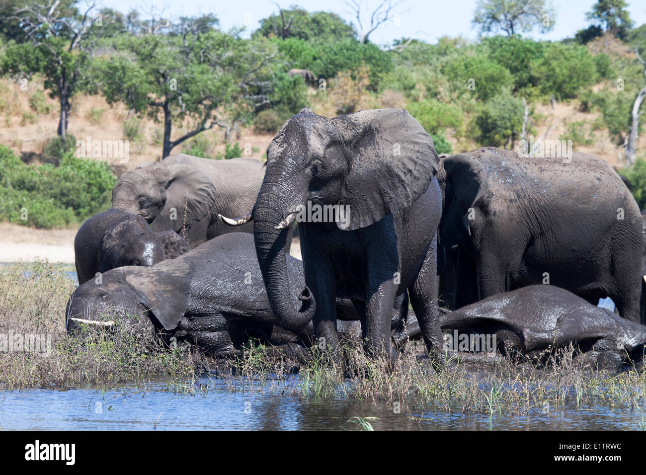 Chobe National Park, elefanti, Loxodonta africana, Botswana, Africa Foto Stock