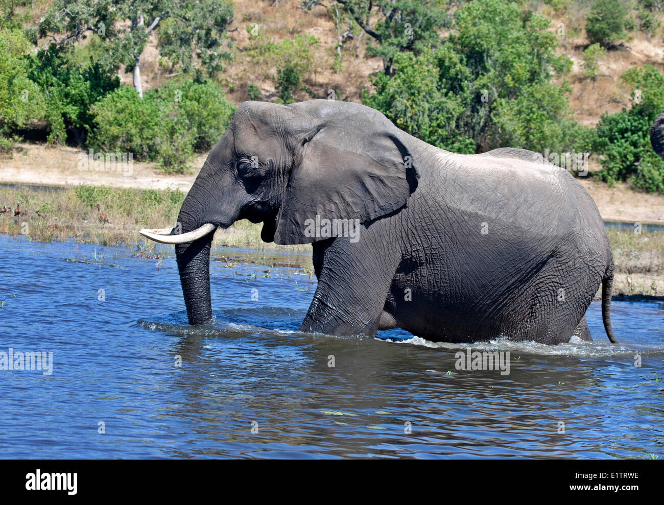 Elefante, Loxodonta africana, Chobe National Park, Botswana, Africa Foto Stock