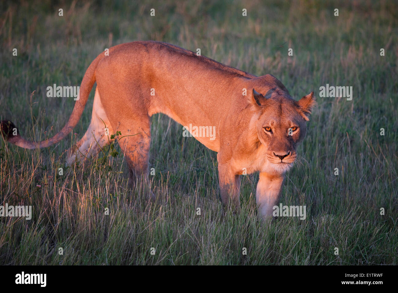 Lion, Chobe National Park, Botswana, Africa Foto Stock