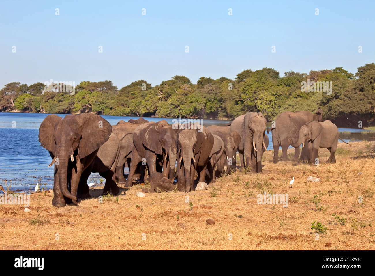 Elefanti, Loxodonta africana, Chobe National Park, Botswana, Africa Foto Stock