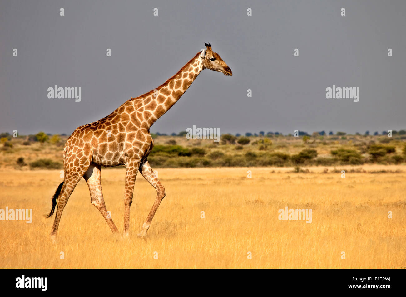 La giraffa, giraffa camelopardalis, Central Kalahari Game Reserve, Botswana, Africa Foto Stock
