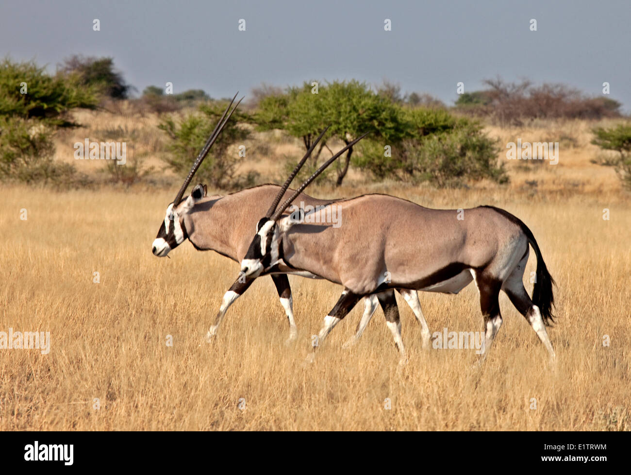 Gemsbok, oryx gazella, Central Kalahari Game Reserve, Botswana, Africa Foto Stock