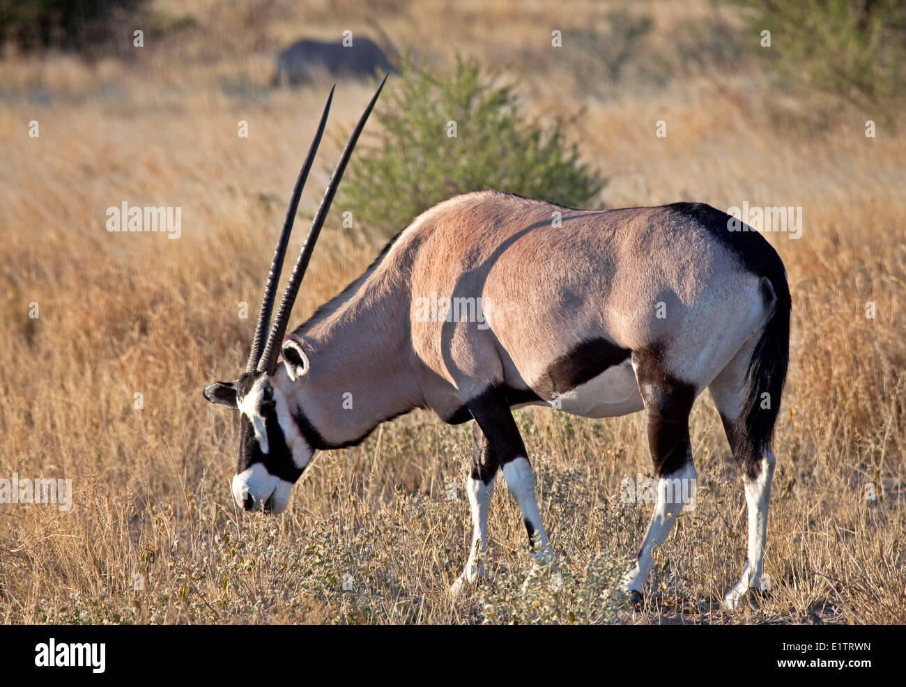 Gemsbok, oryx gazella, Central Kalahari Game Reserve, Botswana, Africa Foto Stock