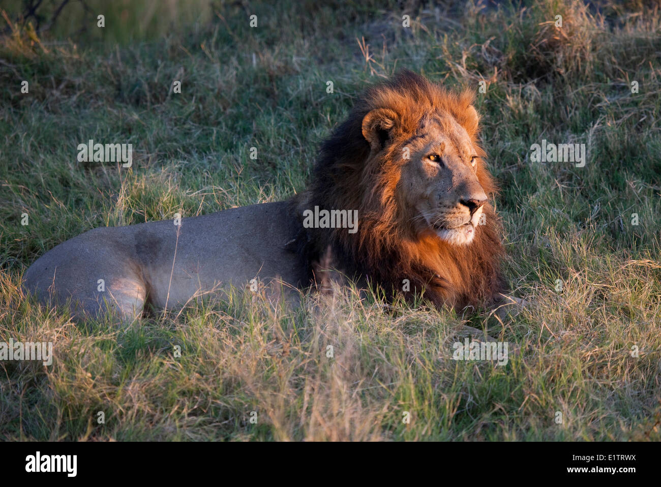 Maschio di leone, panthera leo, Moremi National Park, Okavango Delta, Botswana, Africa Foto Stock