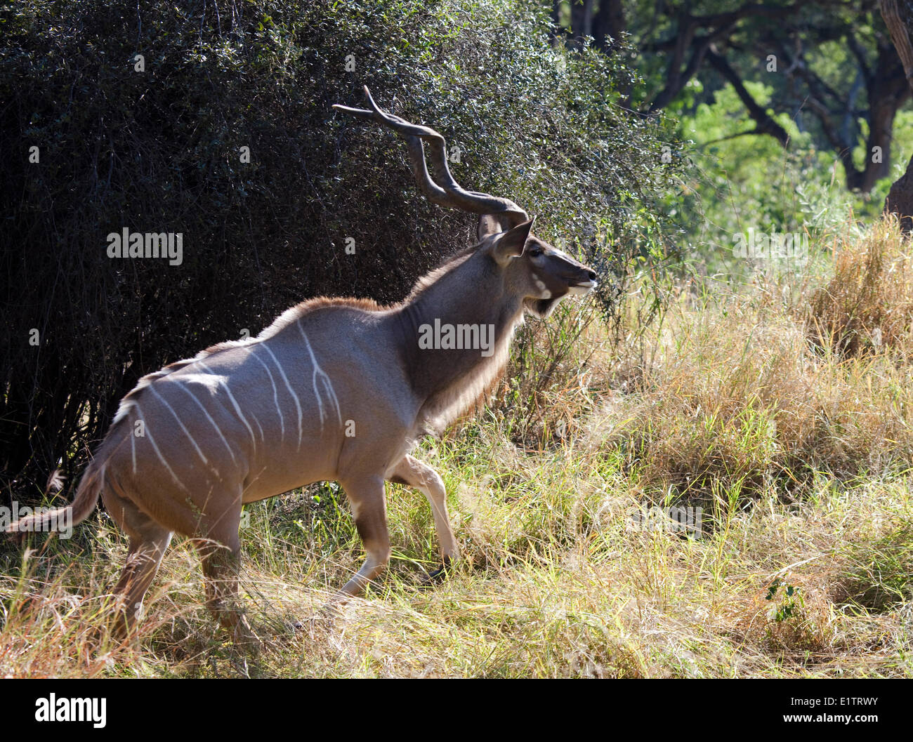 Maschio di Kudu, tragelaphus strepsiceros, Moremi National Park, Botswana, Africa Foto Stock