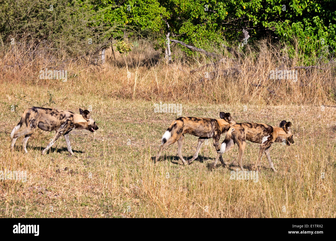 African cani selvatici, Okavango Delta, Moremi Game Reserve, Botswana, Africa Foto Stock