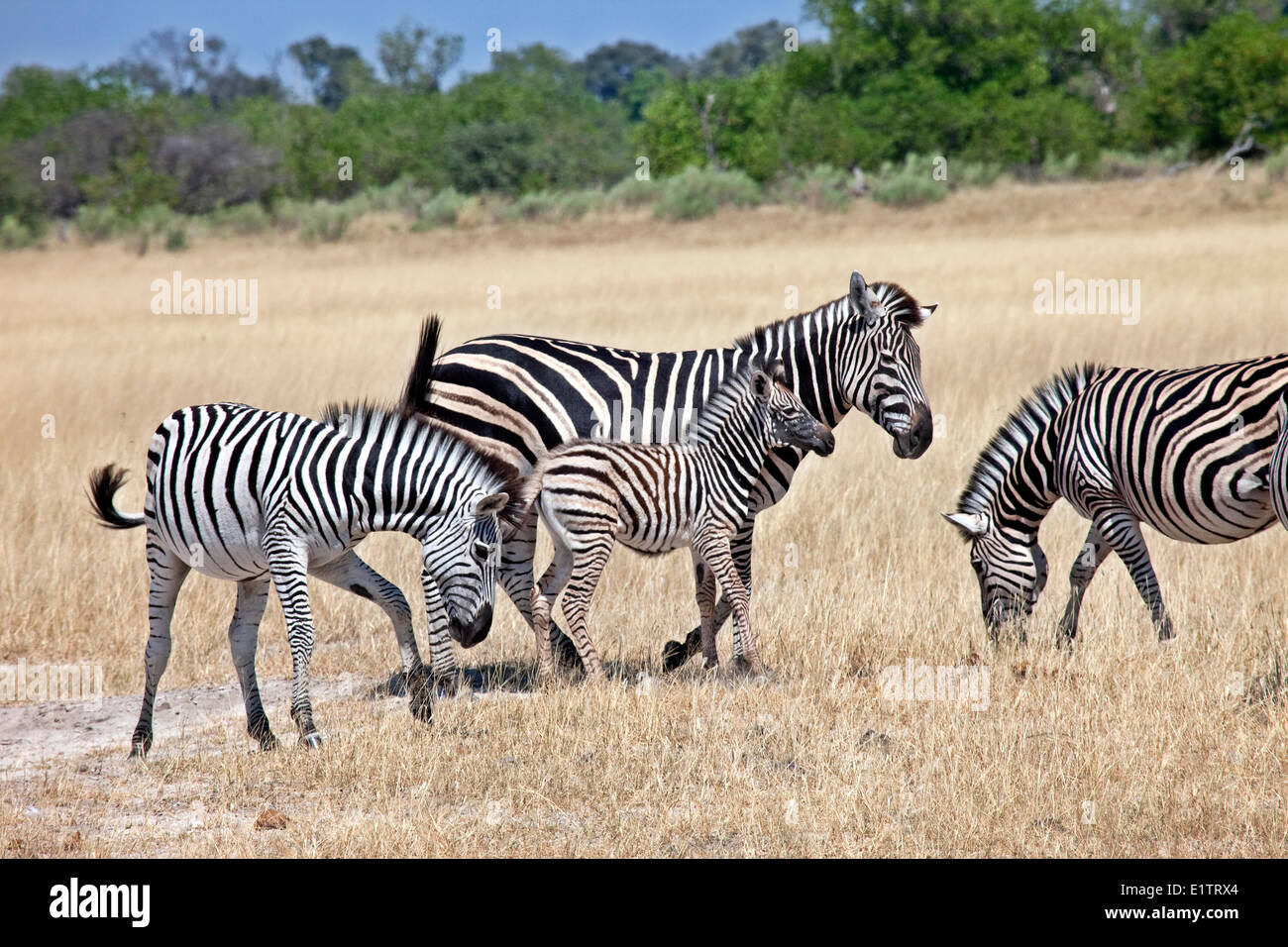 Zebre, Equus quagga, Moremi National Park, Botswana, Africa Foto Stock