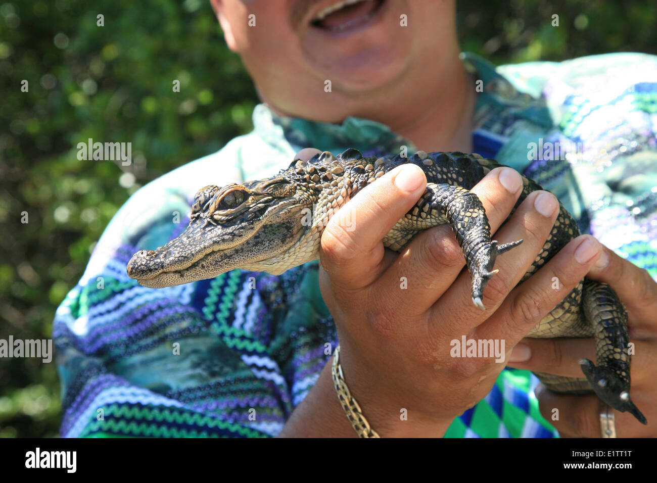 Il coccodrillo americano, Crocodylus acutus, Everglades National Park, sito Patrimonio Mondiale dell'UNESCO, Florida, Stati Uniti d'America Foto Stock