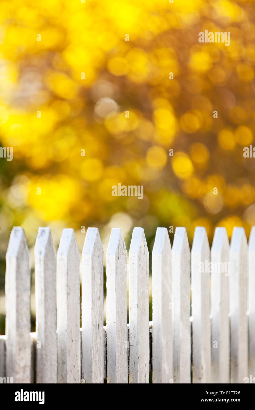La mattina presto sunshine highlights white Picket Fence Cumberland, Isola di Vancouver, British Columbia, Canada Foto Stock