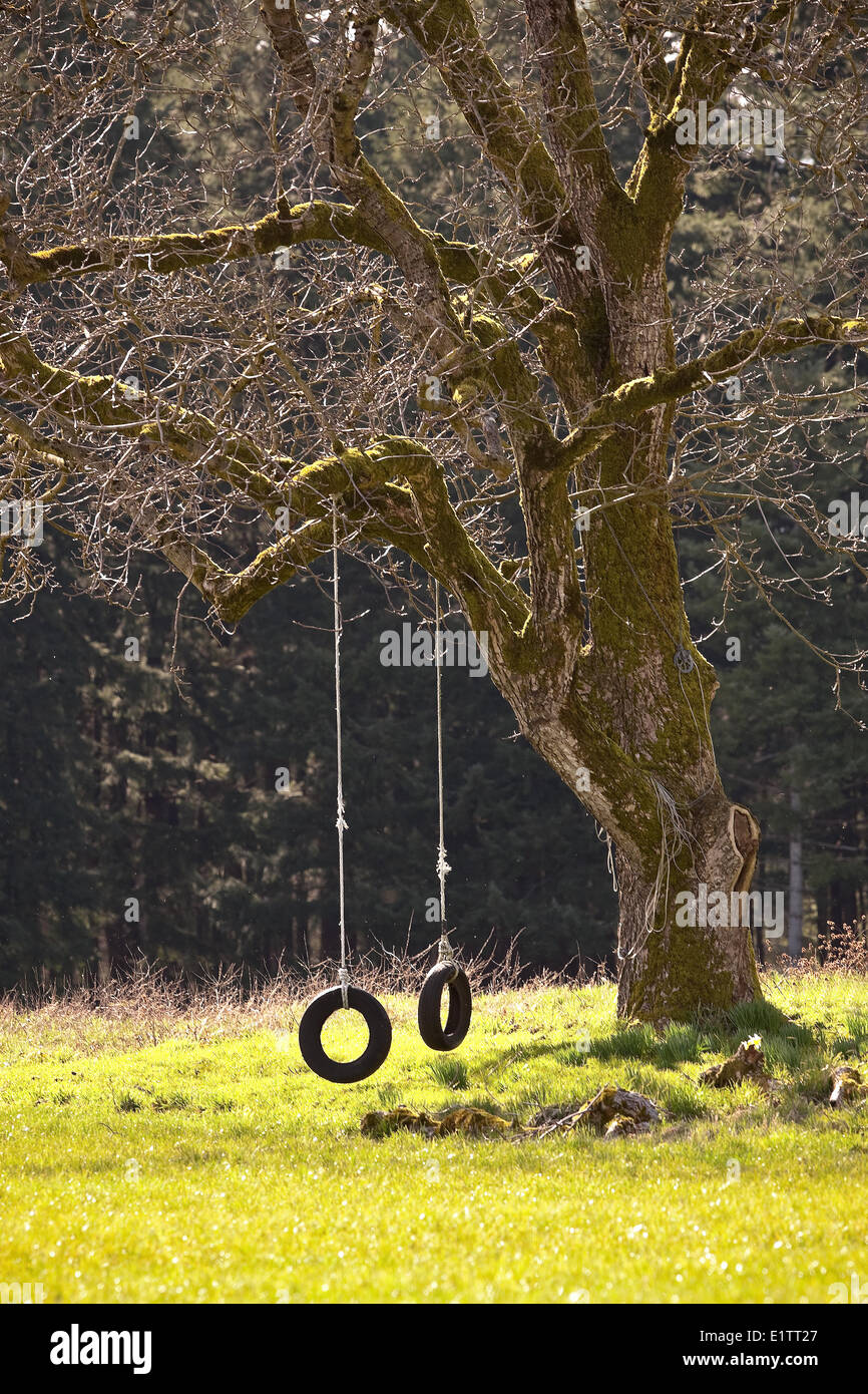 Un vecchio albero oscillante, Comox, Il Comox Valley, l'isola di Vancouver, British Columbia, Canada. Foto Stock