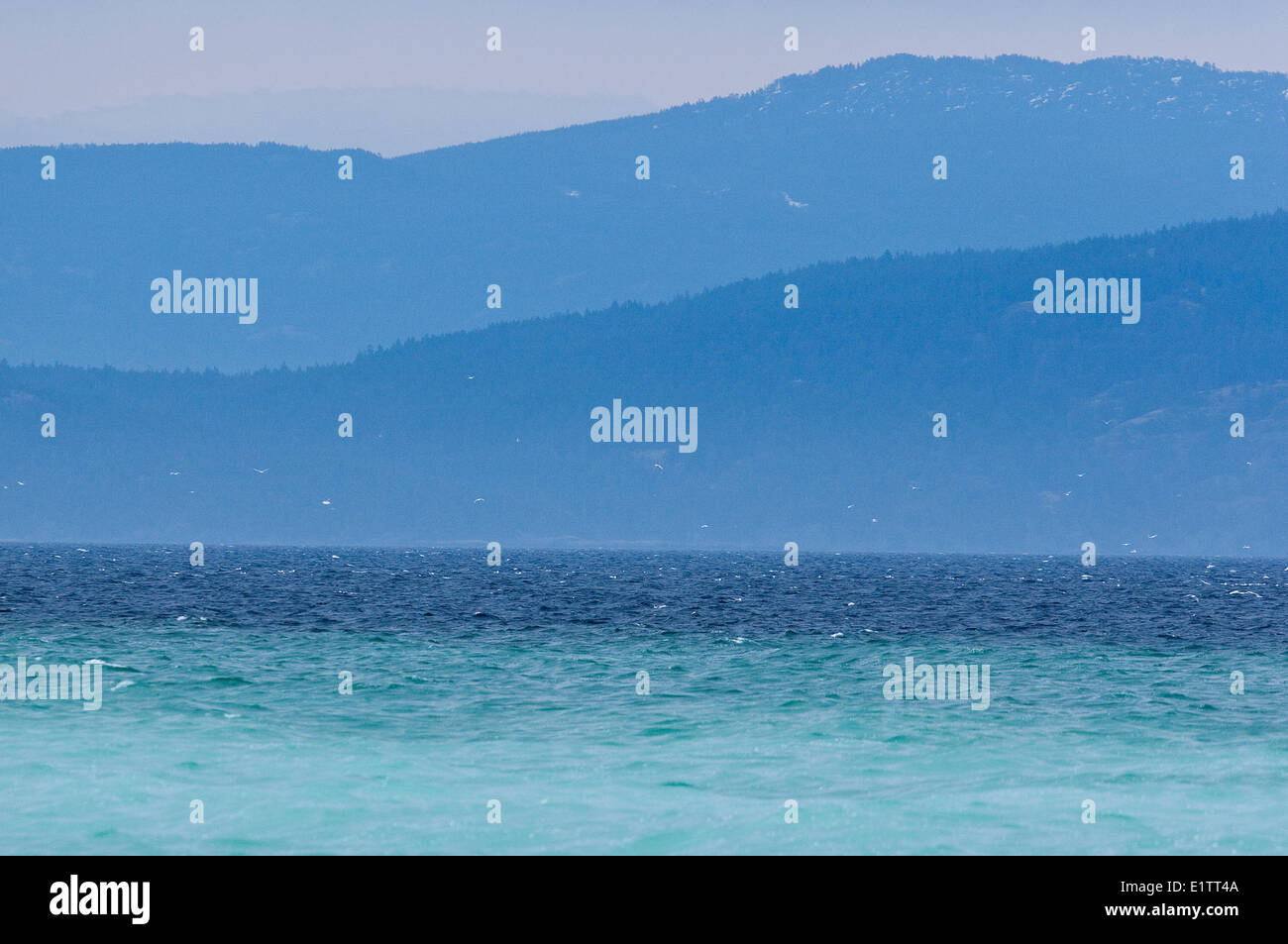 Aringa spawn trasforma le acque in una bella tela di impercettibili sfumature e colori dell'isola di Vancouver, British Columbia, Canada Foto Stock