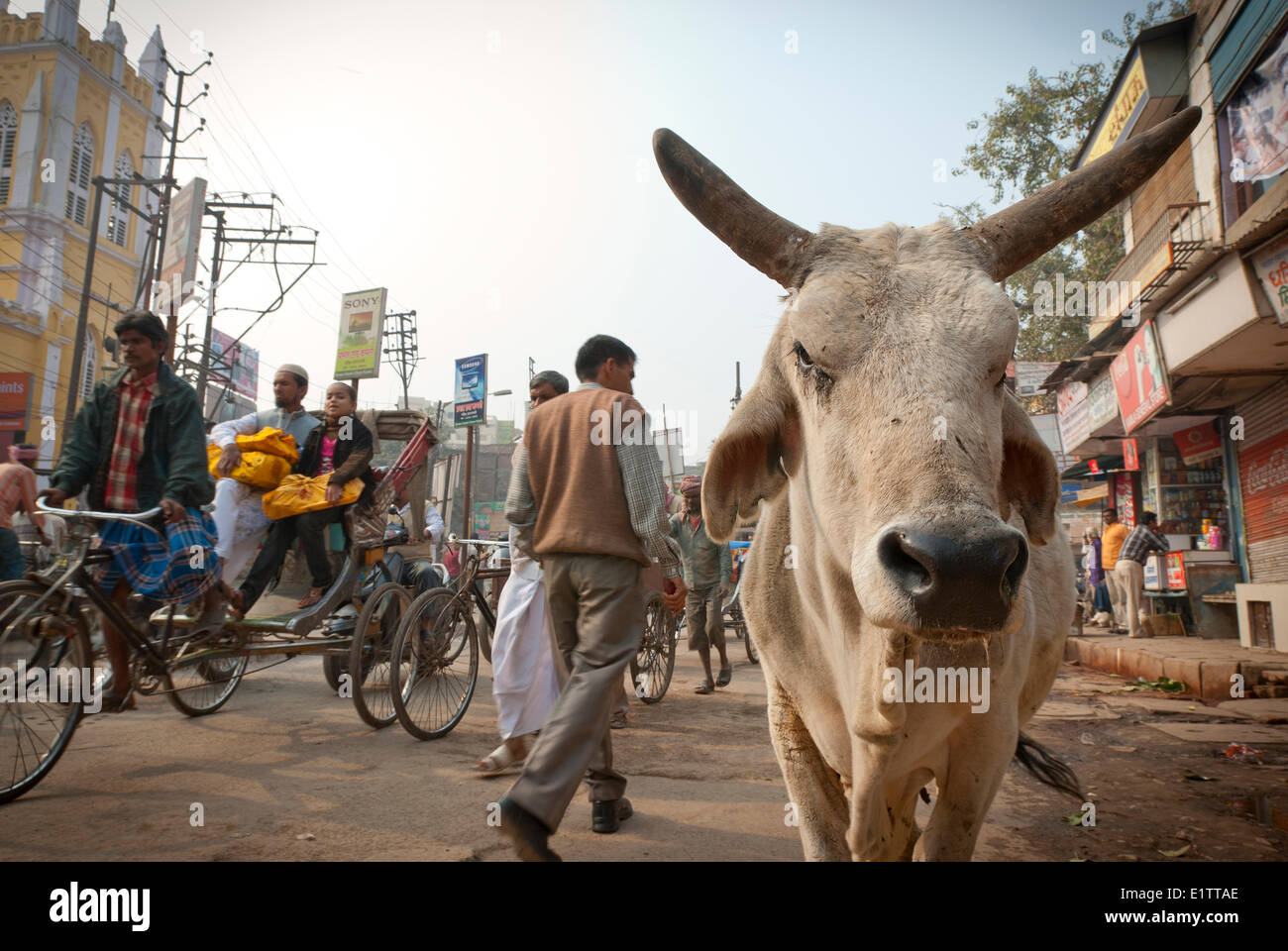 Una mucca in piedi la molto congestionate strade di Varanasi, India Foto Stock