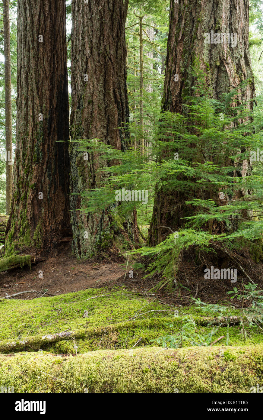 Grandi Douglas Fir Grove, Pseudotsuga menziesii, Koksilah River, Isola di Vancouver, British Columbia, Canada Foto Stock