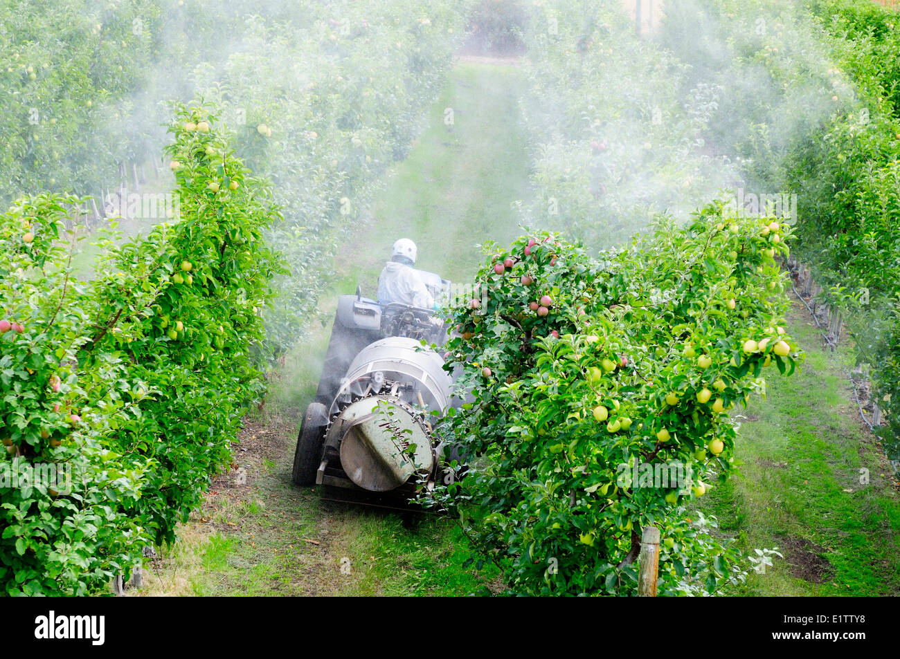 Un uomo che cavalca il suo trattore con rimorchio spruzzando il suo meleto in paese sul lago, BC., (vicino a Kelowna, BC). Foto Stock