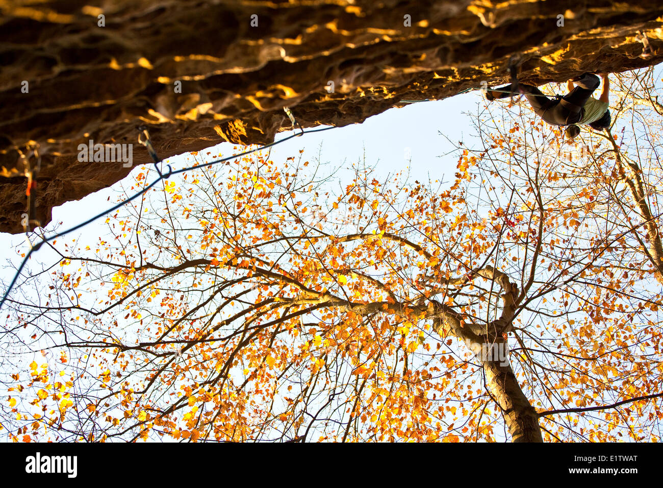 Un forte scalatore femmina arrampicata sportiva tra i colori dell'autunno al Red River Gorge, Kentucky Foto Stock