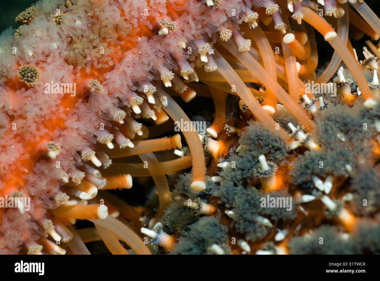 Dettaglio di un girasole starfish, pycnopodia helianthoides, nello stretto di Georgia, British Columbia, Canada. Foto Stock