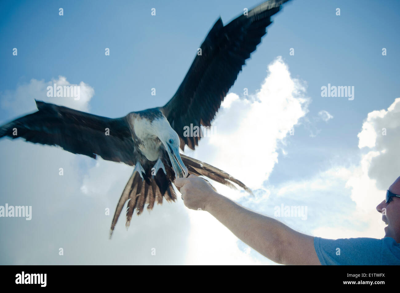 Un Frigate Bird, Fregata magnificens, prende una dispensa di sardine da un turista in Caye Caulker, il Belize. Foto Stock