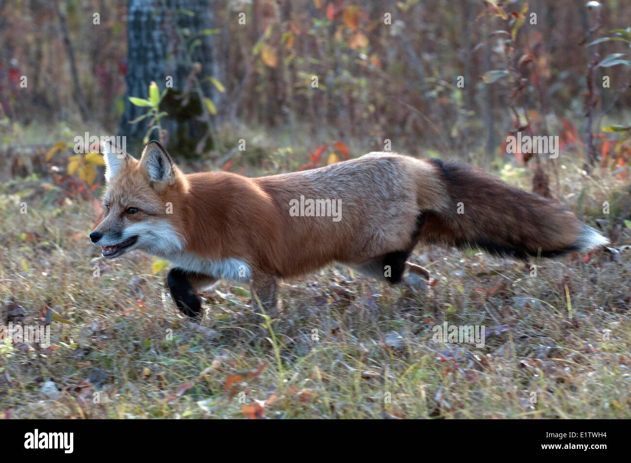 Red Fox hunting attraverso autunno erbe; (Vulpes vulpes vulpes); Minnesota Foto Stock