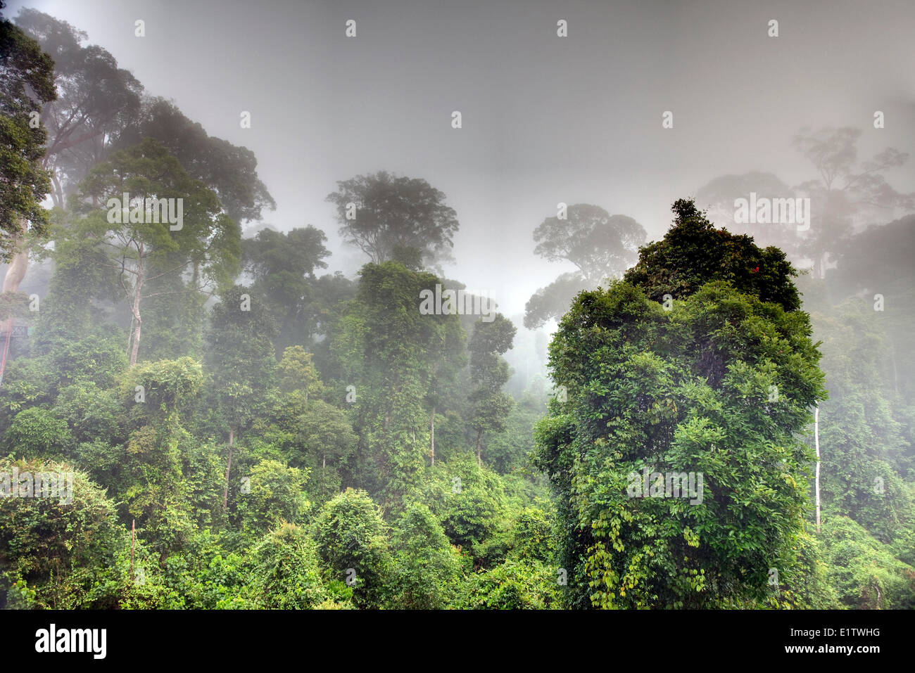 Nebbia di mattina rising iff primario della foresta pluviale Dipterocarp, Danum Valley Conservation Area, Borneo, Sabah, Malaysia Foto Stock