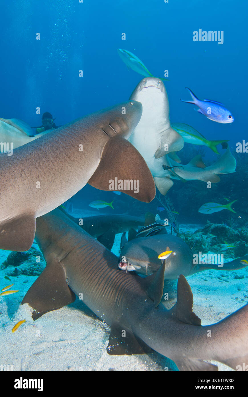 Un gruppo di infermiere shark (Ginglymostoma cirratum) raccogliere in cerca di cibo in San Pedro in Belize Foto Stock