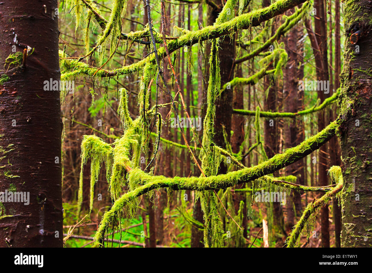 Rainforestin Cape Scott Parco Provinciale sulla costa occidentale dell'isola di Vancouver, British Columbia, Canada. Foto Stock