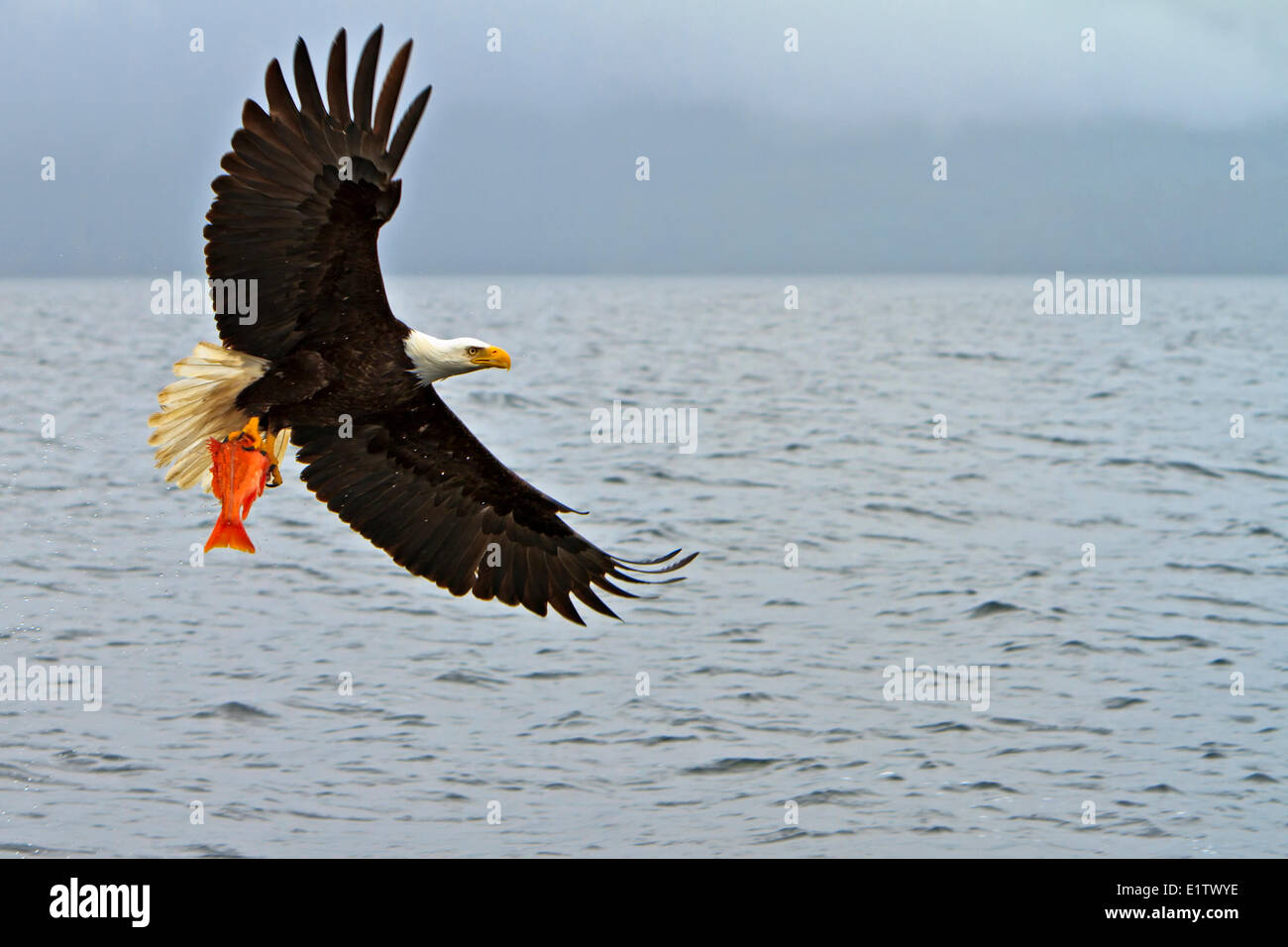 Aquila calva in volo con un fresco catturato red snapper nei suoi potenti artigli Oceano Pacifico fuori del British Columbia coast in Canada. Foto Stock