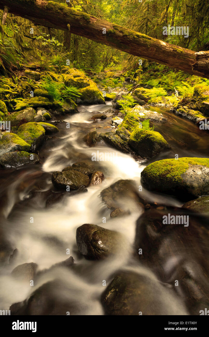 La molla di run-off fluisce attraverso una lussureggiante foresta temperata sotto Goldstream cade nel Goldstream Provincial Park in Vancouver Foto Stock