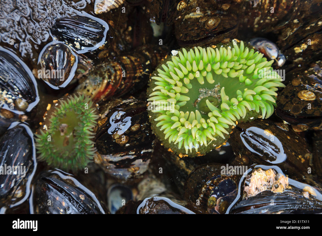Un gigante di Anemone verde circondato da California le cozze in una tidepool sull isolotto Whalers Clayoquot Sound della Columbia britannica in Canada. Foto Stock
