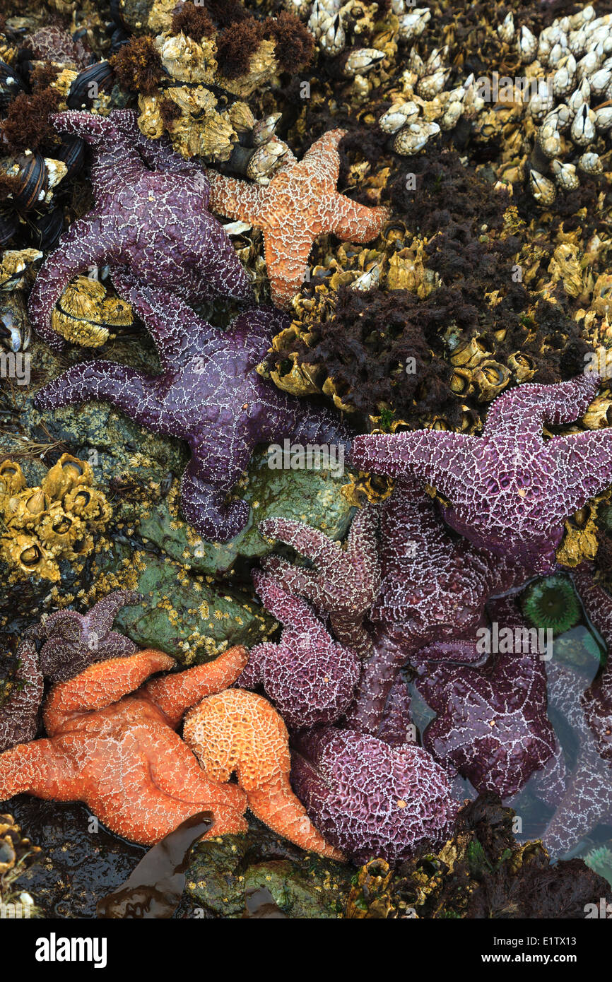 Un cluster viola/ocra Stelle (Pisaster ochraceus) gigante verde(Anemone Anthopleura xanthogrammica) si aggrappano alle rocce a bassa Foto Stock