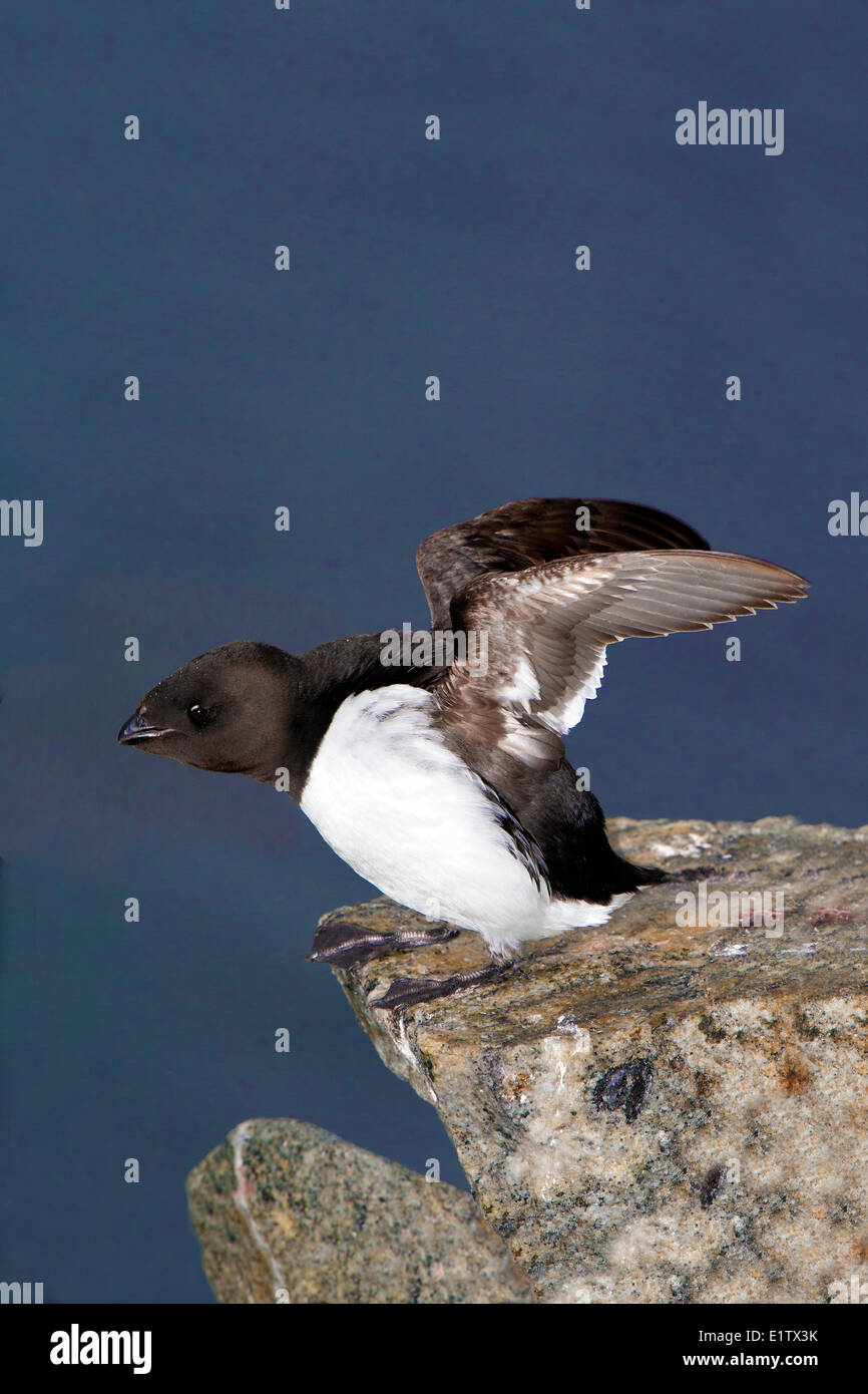Dovekie (Little Auk) - Alle alle- arcipelago delle Svalbard, artico norvegese Foto Stock