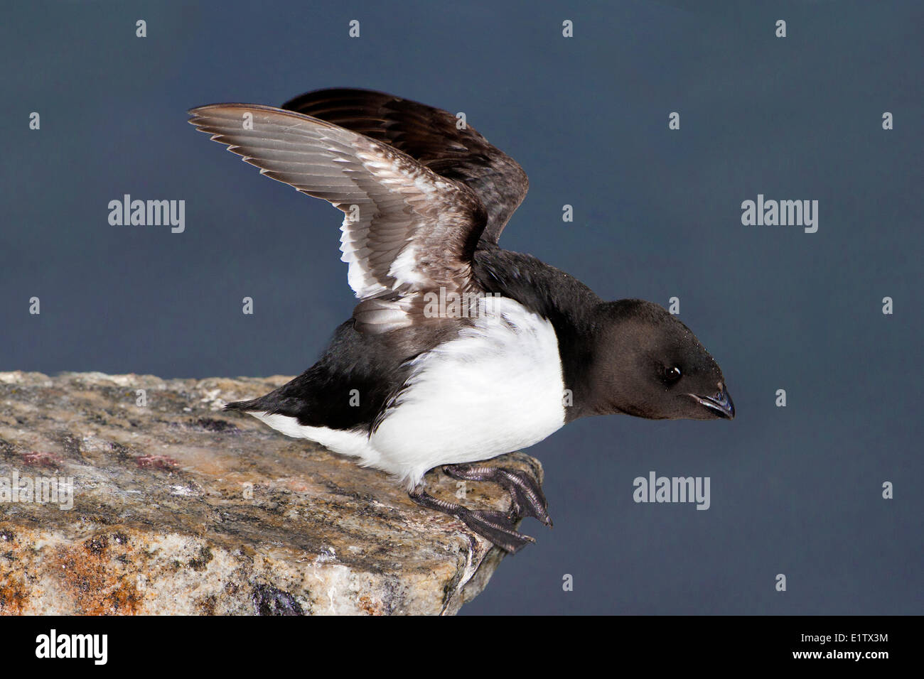 Dovekie (Little Auk) - Alle alle- arcipelago delle Svalbard, artico norvegese Foto Stock