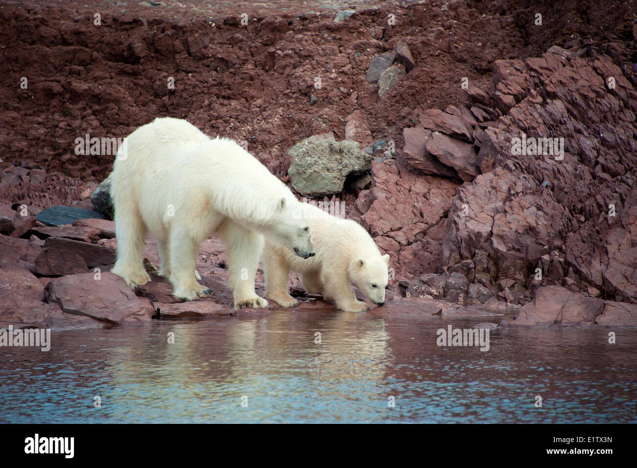 Madre di orso polare (Ursus maritimus) e yearling cub, arcipelago delle Svalbard, artico norvegese Foto Stock