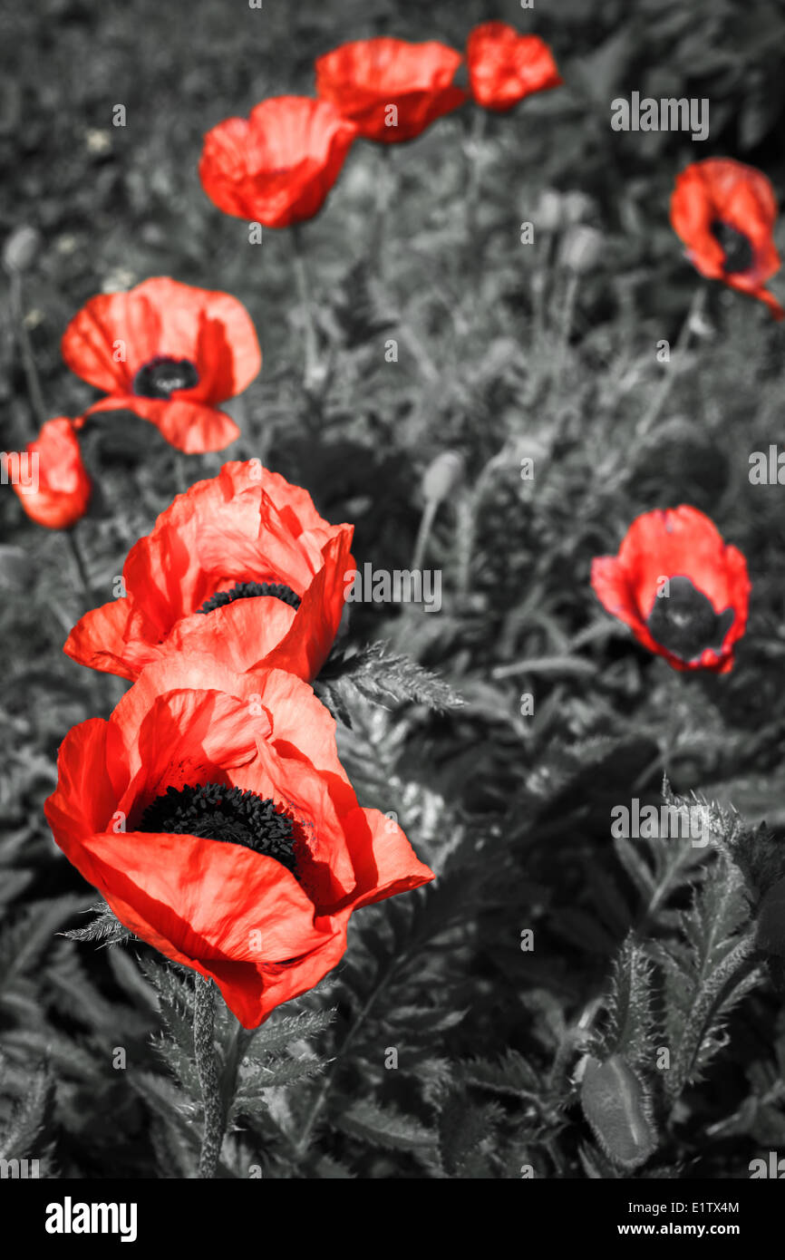 Grandi papaveri rossi fiori Foto Stock