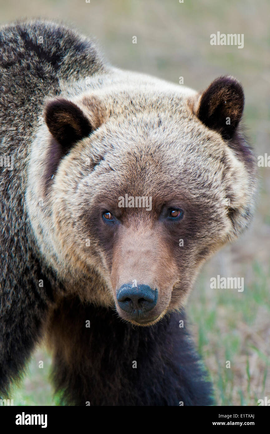 Adulto di montagna orso grizzly (Ursus arctos), il Parco Nazionale di Jasper, Canadian Rocky Mountains, western Alberta, Canada Foto Stock