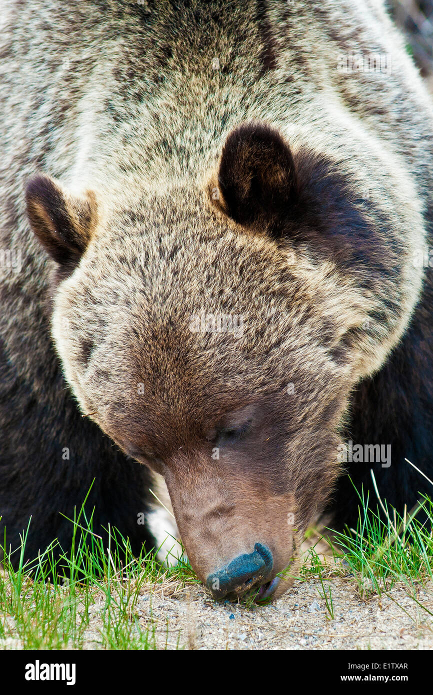 Adulto di montagna orso grizzly (Ursus arctos) mangiare erba in primavera (Equisetum spp) Parco Nazionale Jasper Canadian Rocky Mountains Foto Stock