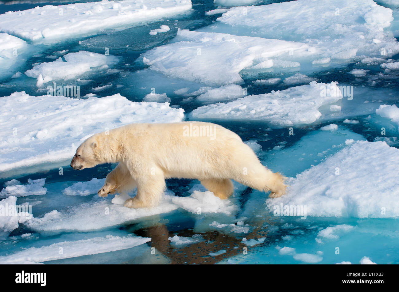 Orso polare (Ursus maritimus) sulla banchisa, arcipelago delle Svalbard, artico norvegese Foto Stock