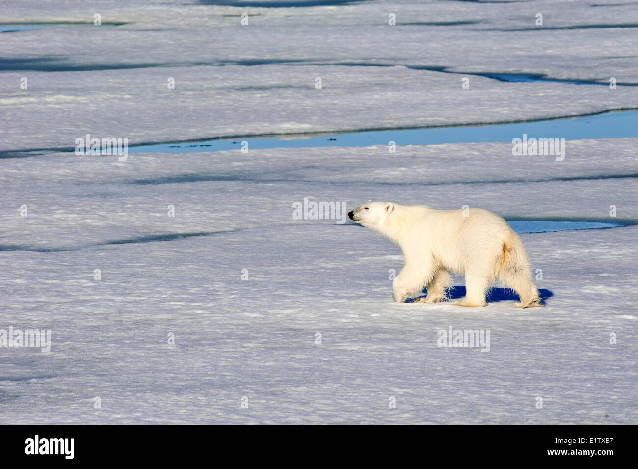 Orso polare (Ursus maritimus) sulla banchisa, arcipelago delle Svalbard, artico norvegese Foto Stock