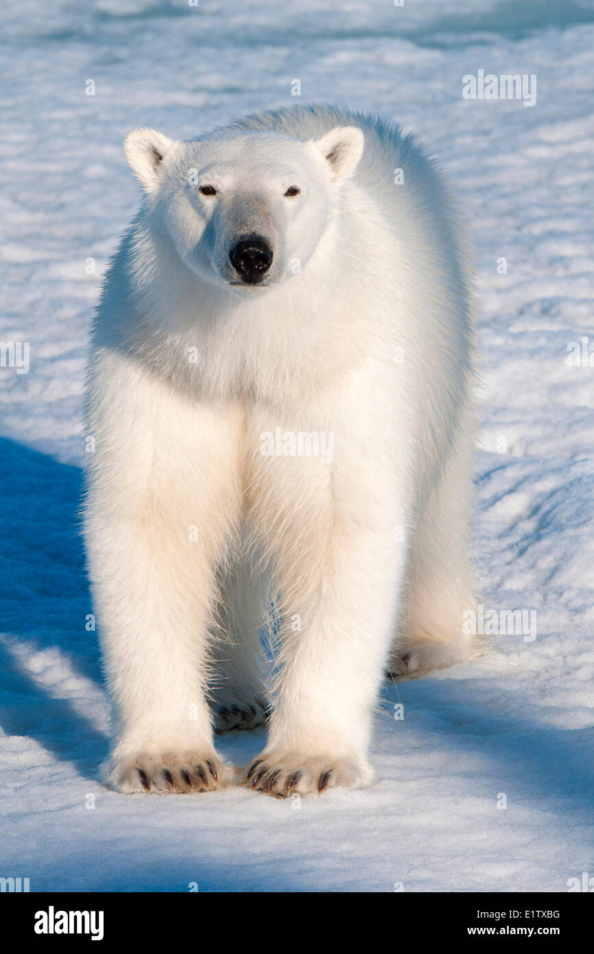 Orso polare (Ursus maritimus) sulla banchisa, arcipelago delle Svalbard, artico norvegese Foto Stock