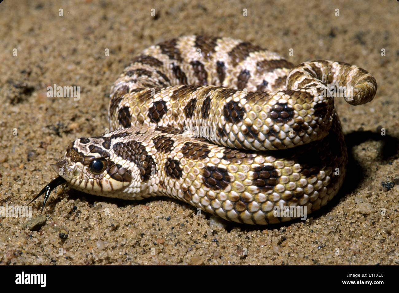 Western hognose snake (Heterodon nasicus), Prateria praterie, southern Alberta, Canada Foto Stock