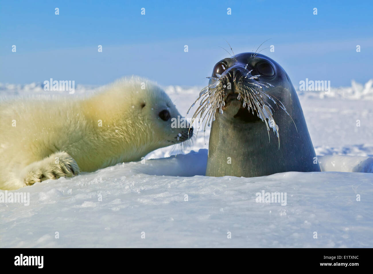 Baby arpa tenuta con madre conosciuto anche come guarnizione a doppio spiovente Pagophilus groenlandicus fotografato nel Golfo di Saint Lawrence sulla Foto Stock